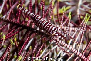 Crinoid shrimp, Sabang Wrecks, Puerto Galera by Tobias Reitmayr 